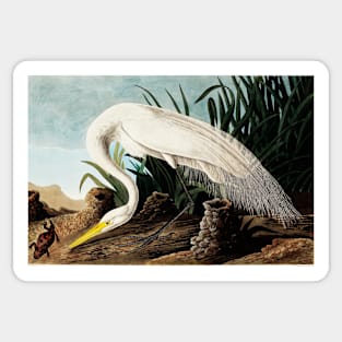 Bird of America  Bird, bird lover, america, beautiful  Public domain painting by John James Audubon Sticker